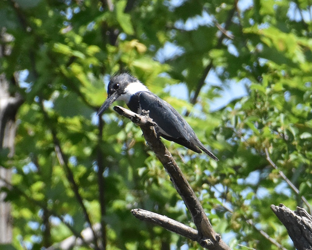 Belted Kingfisher - ML619512833