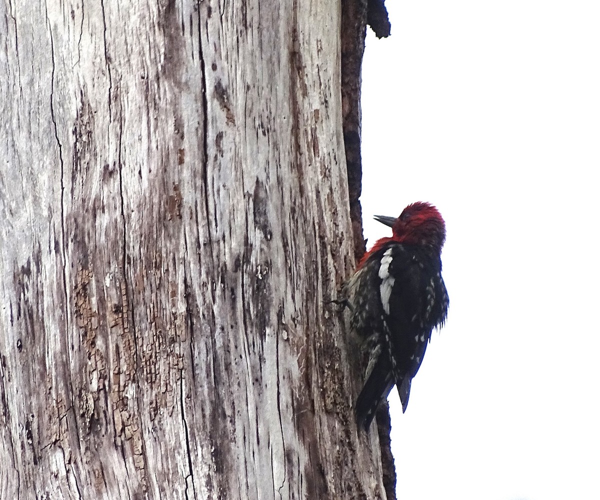 Red-breasted Sapsucker - ML619512839