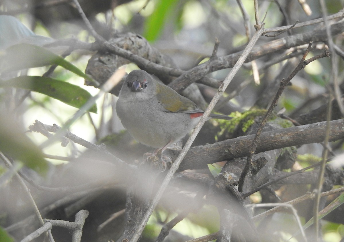 Red-browed Firetail - ML619512841