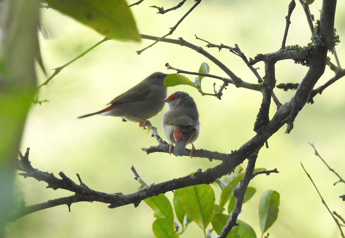 Red-browed Firetail - ML619512849