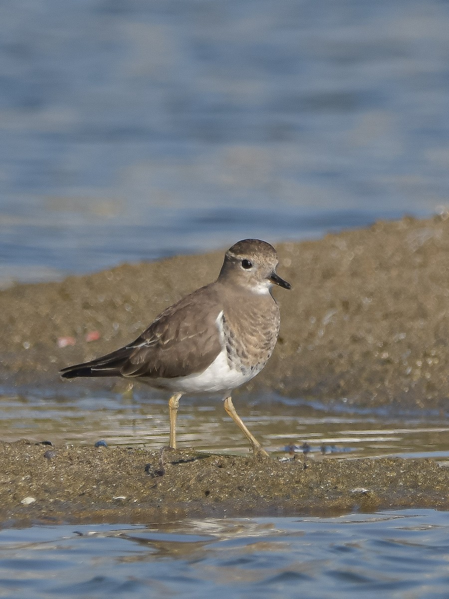 Rufous-chested Dotterel - ML619512895