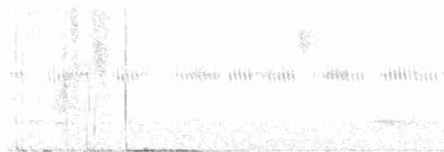 Weißbinden-Ameisenvogel - ML619512989