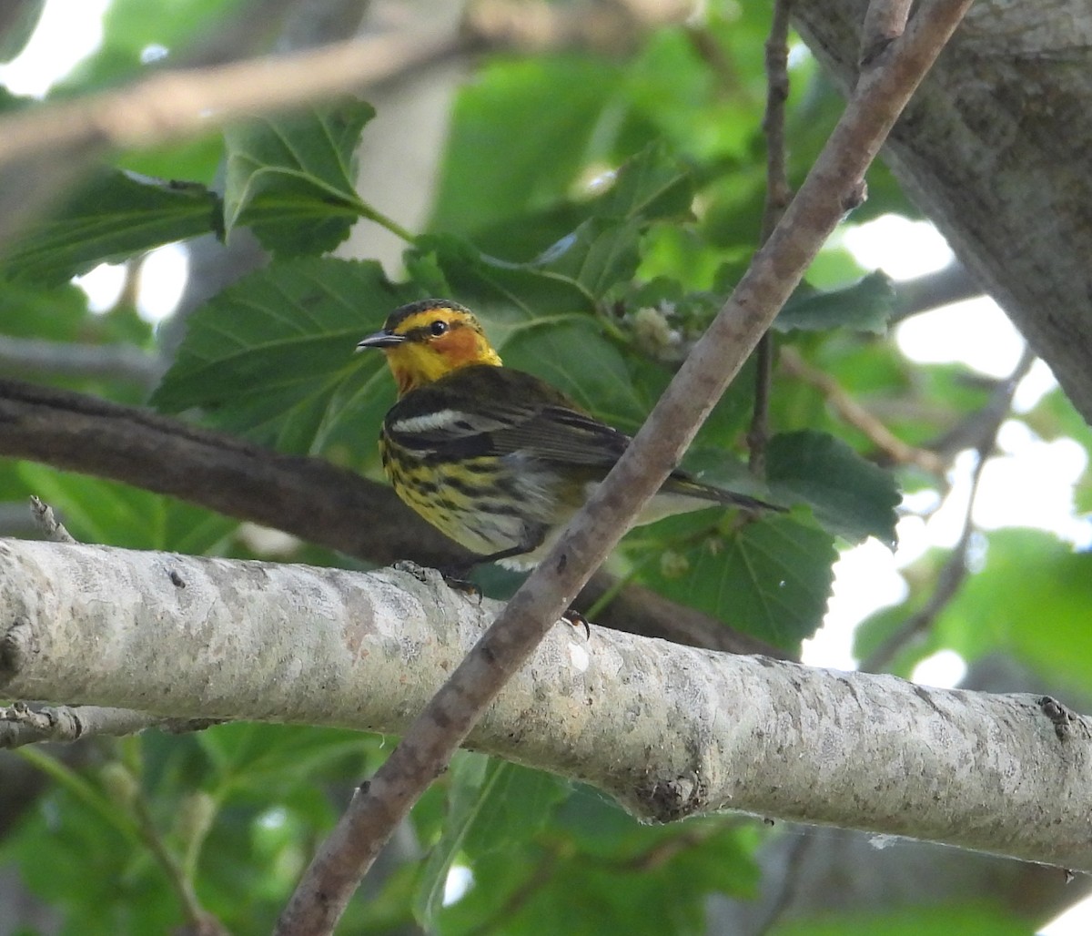 Cape May Warbler - ML619513012