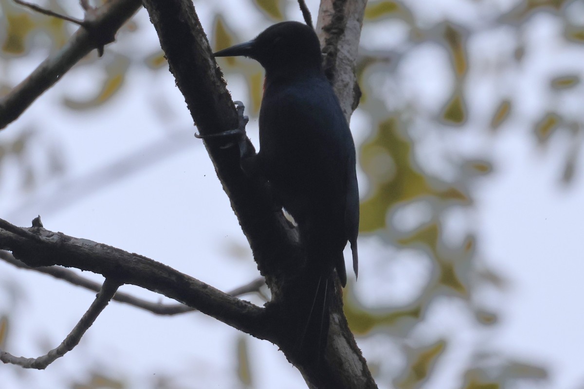 Guadeloupe Woodpecker - ML619513023