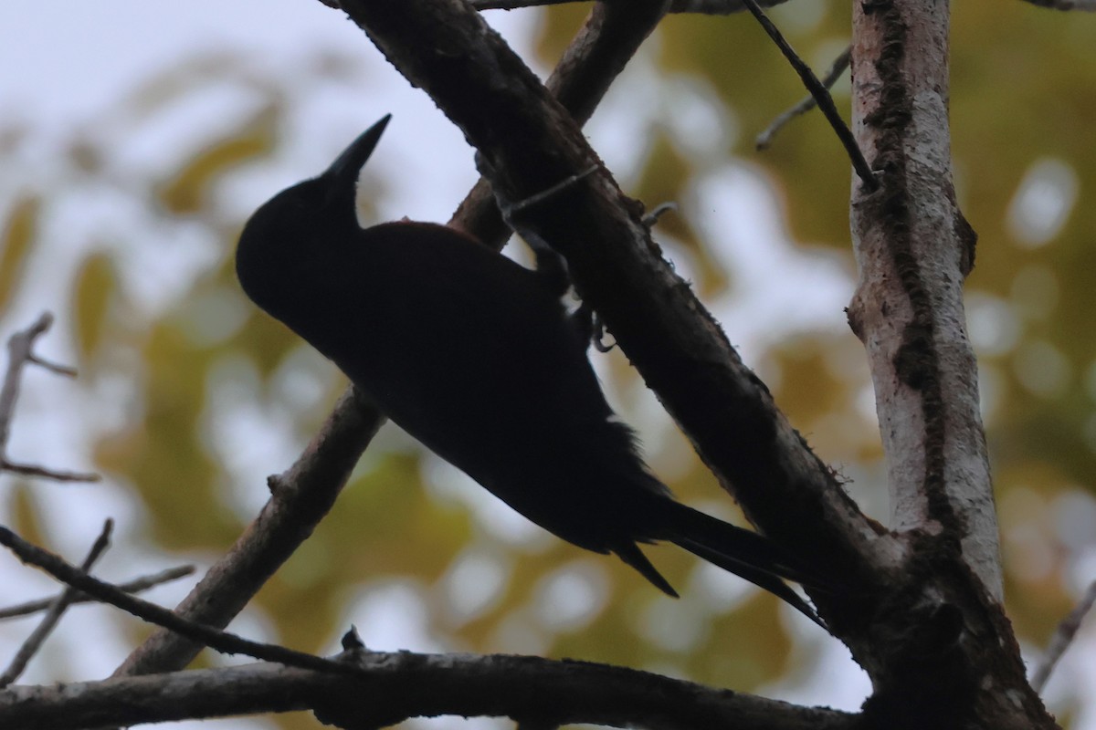 Guadeloupe Woodpecker - ML619513024