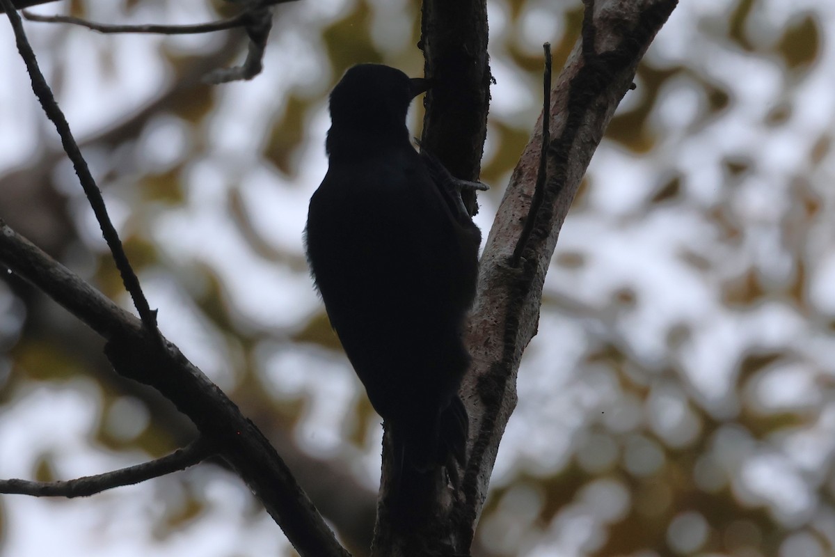 Guadeloupe Woodpecker - ML619513026