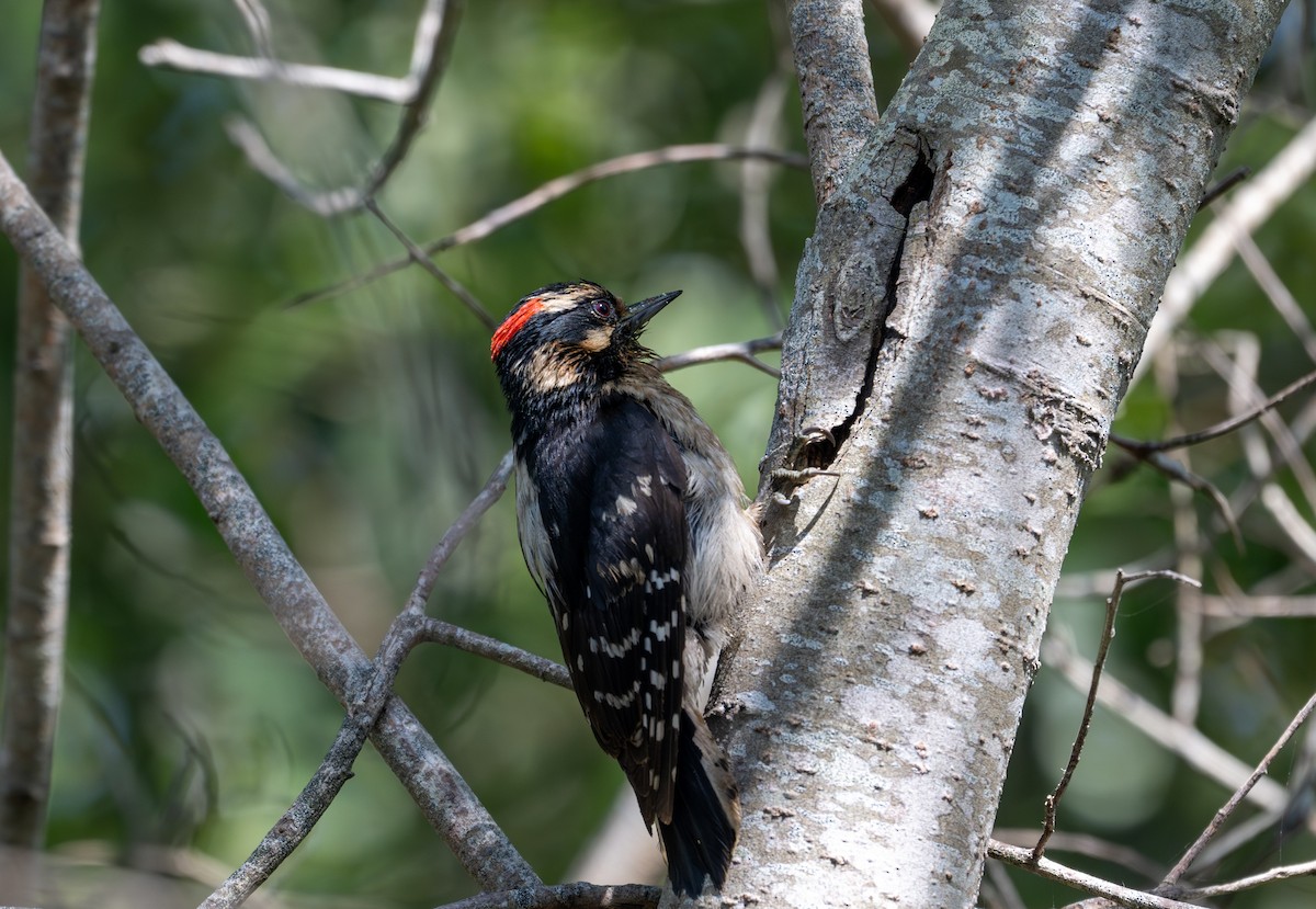 Downy Woodpecker - ML619513079