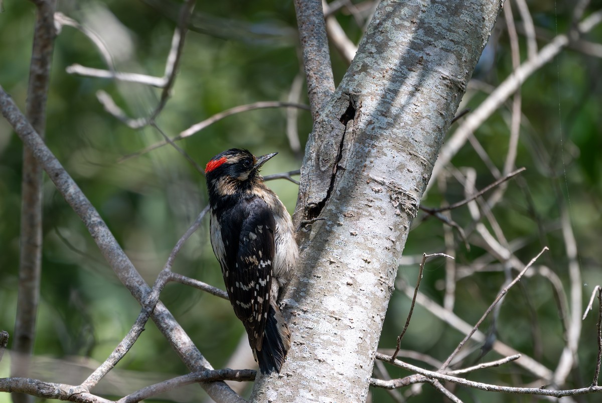 Downy Woodpecker - ML619513080