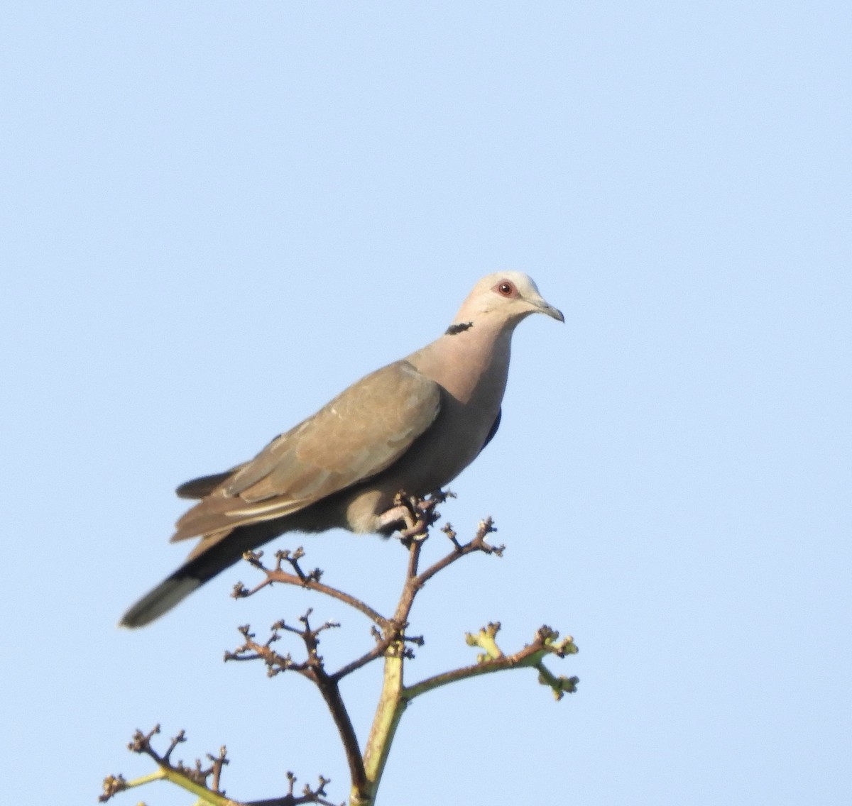 Red-eyed Dove - ML619513102