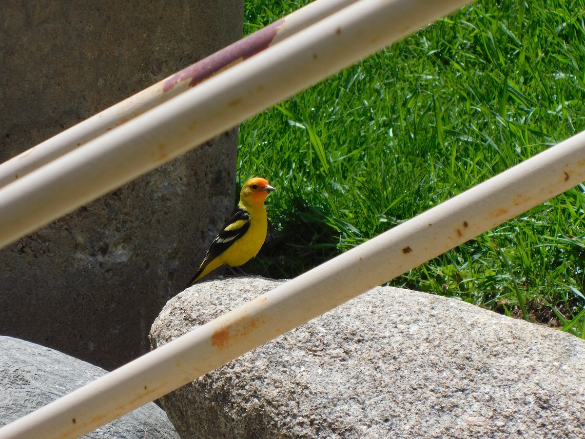 Western Tanager - ML619513109