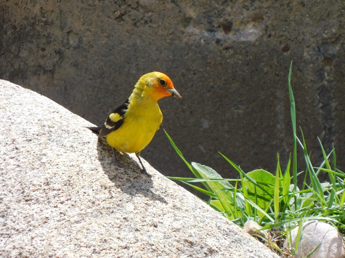 Western Tanager - ML619513119