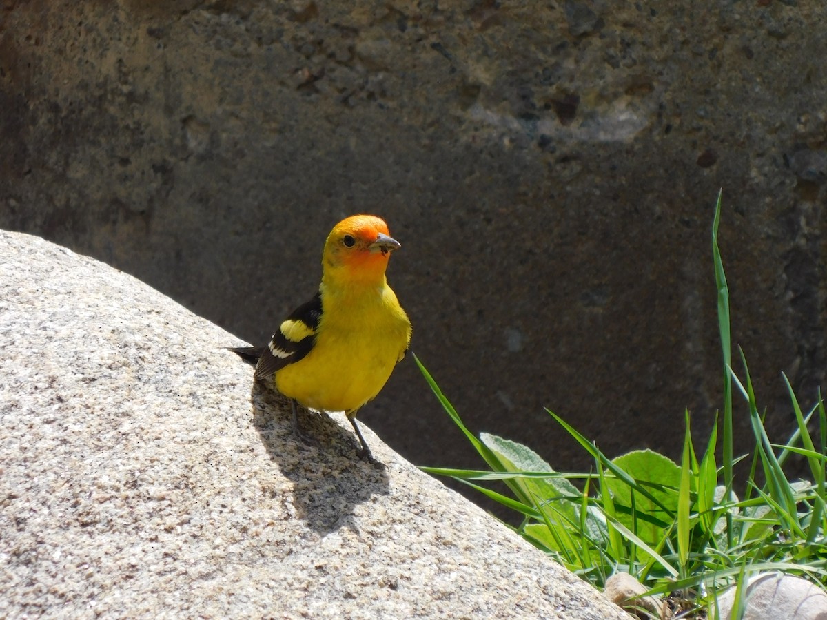 Western Tanager - ML619513139