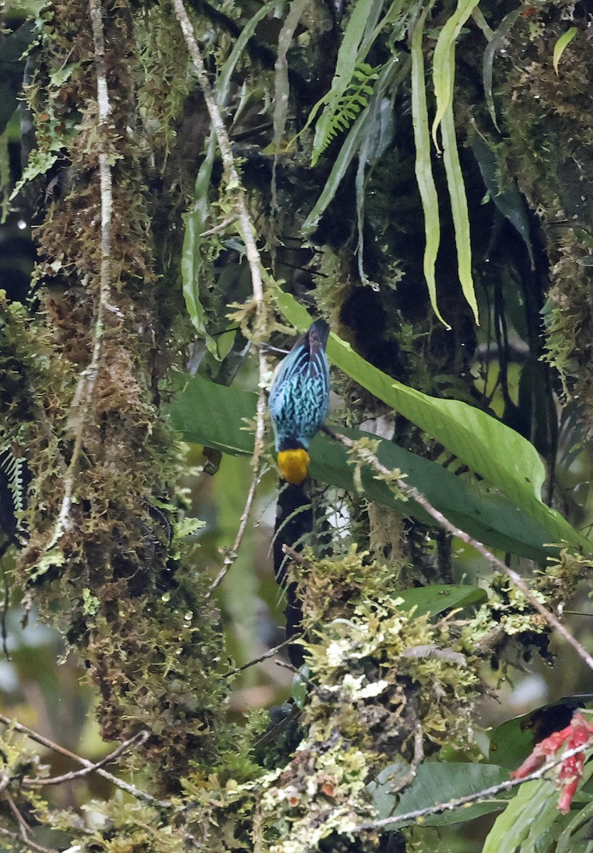 Saffron-crowned Tanager - ML619513195
