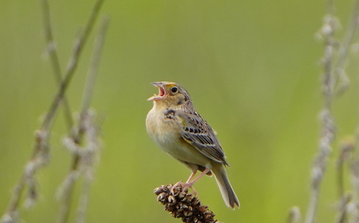 Grasshopper Sparrow - ML619513216