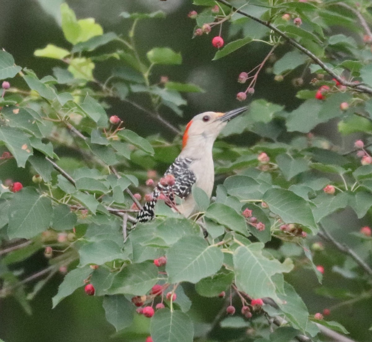 Red-bellied Woodpecker - ML619513257