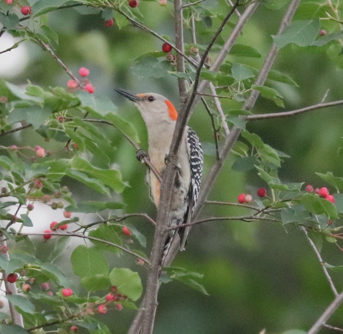 Red-bellied Woodpecker - ML619513258