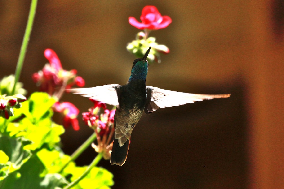 kolibřík skvostný - ML619513270