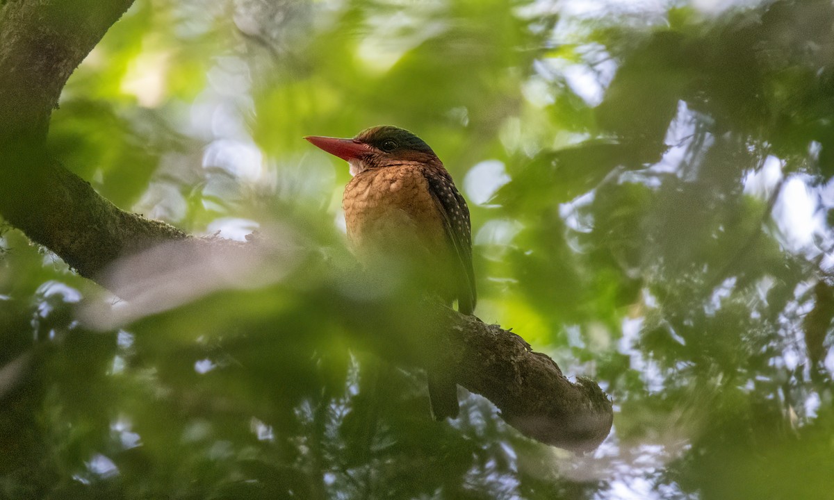 Blue-capped Kingfisher - ML619513276