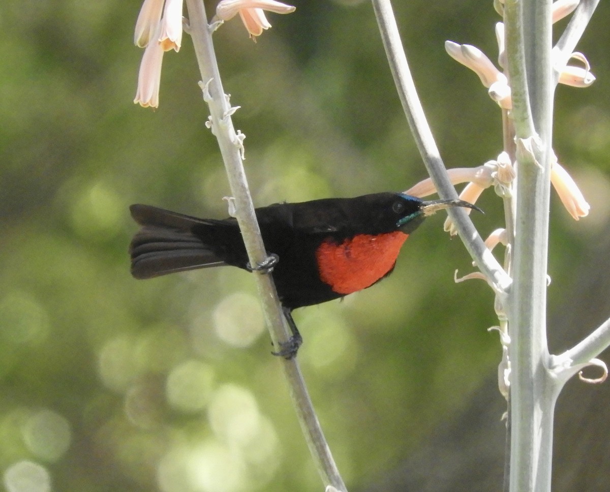 Scarlet-chested Sunbird - ML619513292