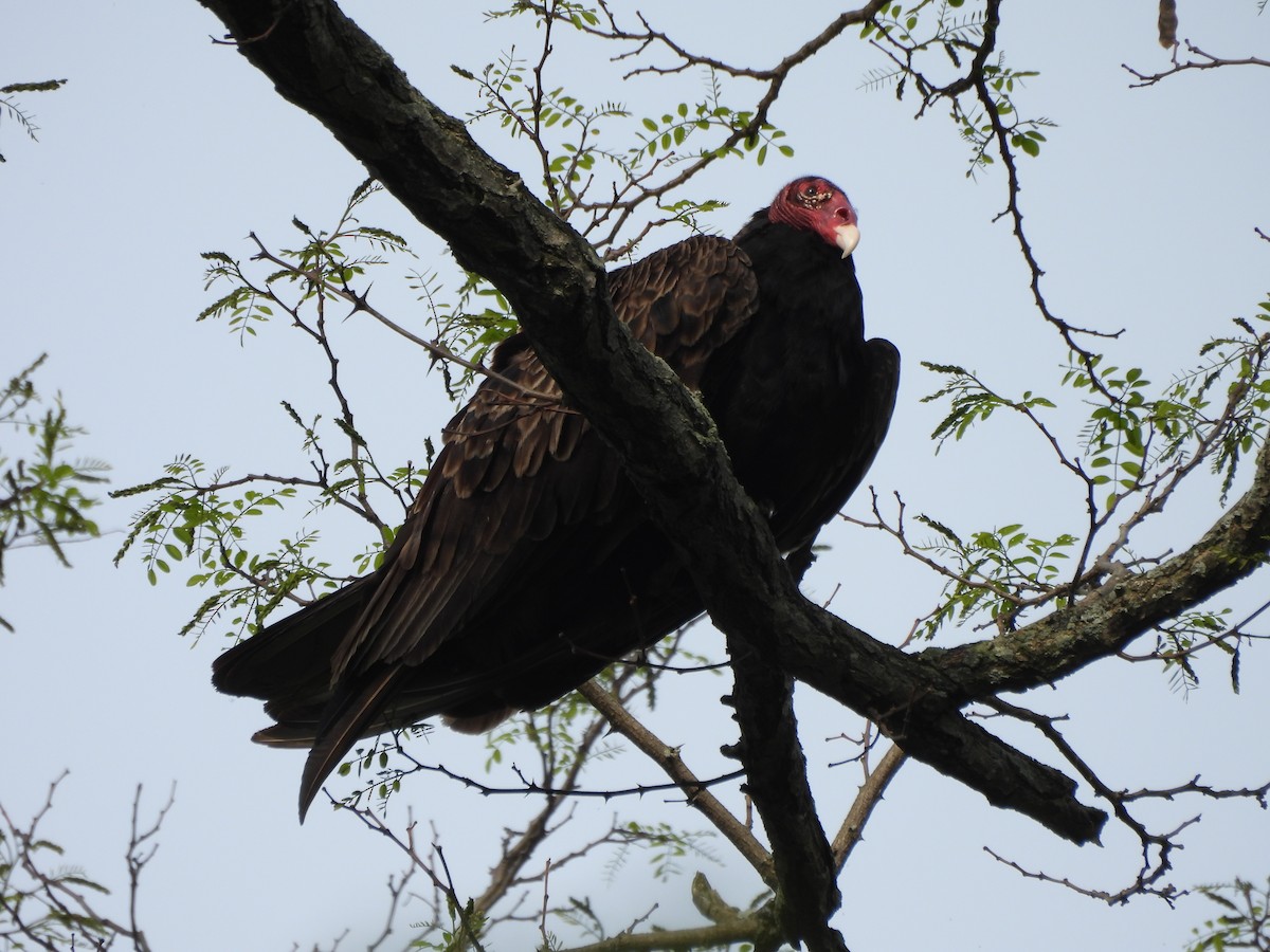 Turkey Vulture - ML619513296