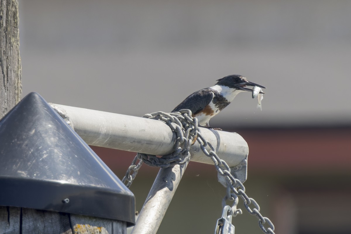 Belted Kingfisher - ML619513297