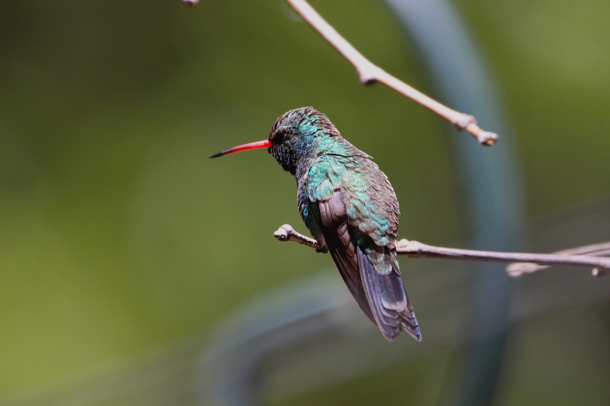 kolibřík širokozobý - ML619513305
