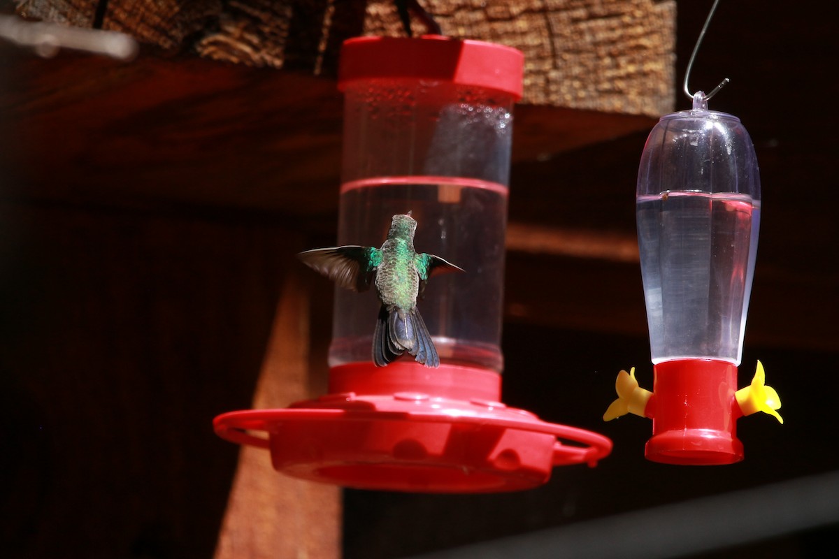 Broad-billed Hummingbird - ML619513315