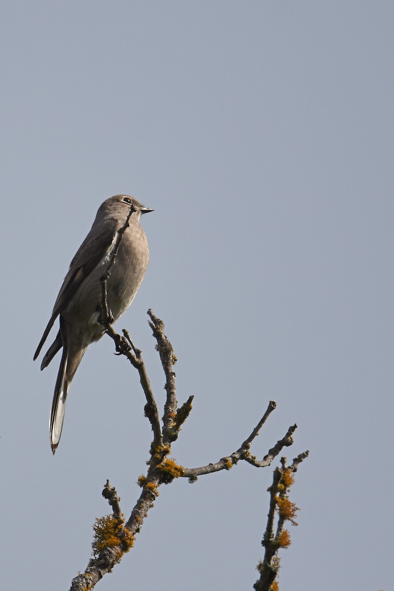 Townsend's Solitaire - ML619513322