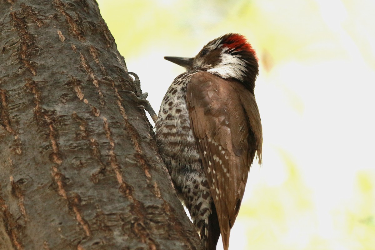 Arizona Woodpecker - ML619513323