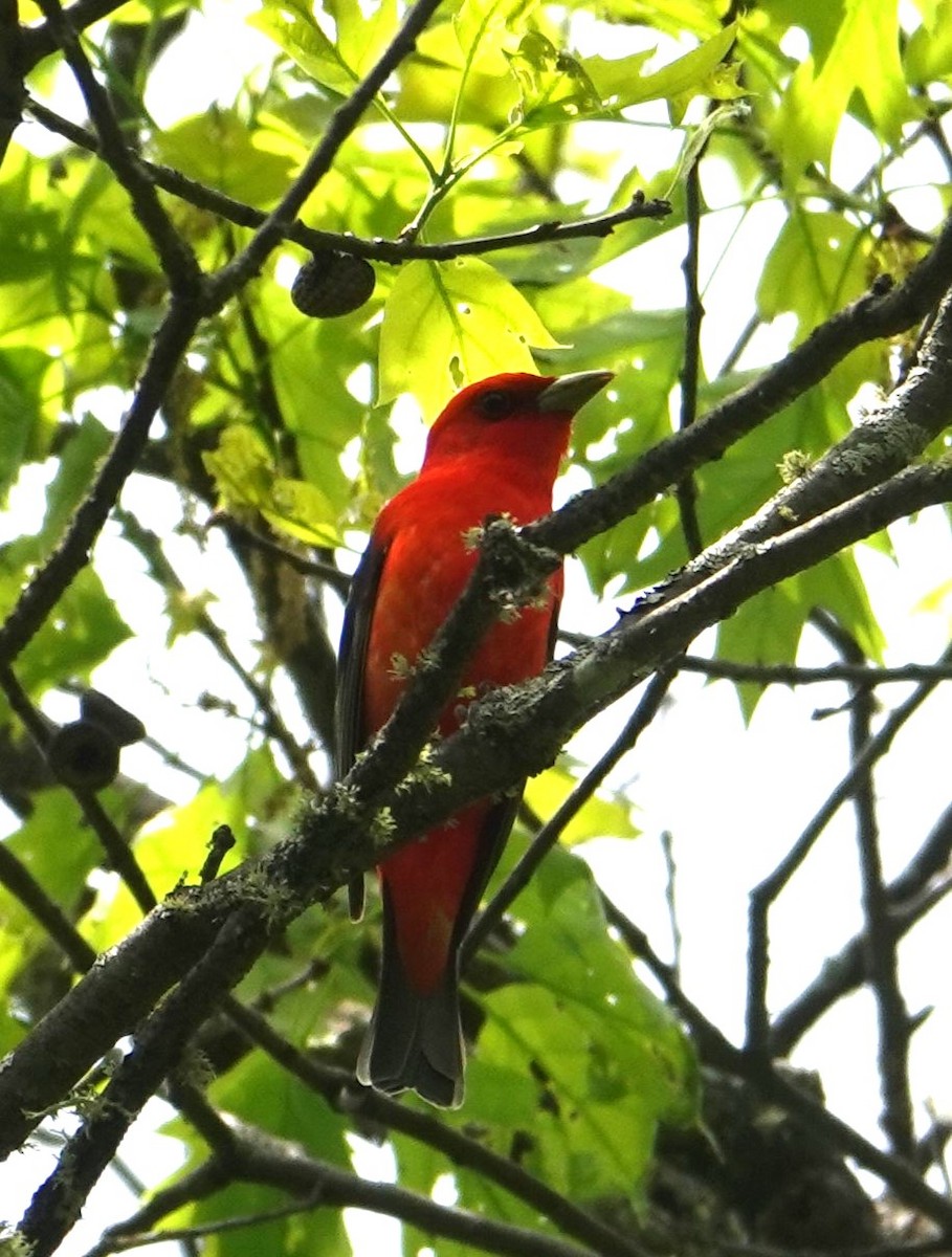 Scarlet Tanager - ML619513365