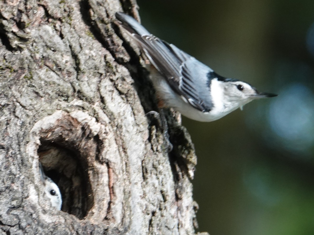 White-breasted Nuthatch - ML619513424