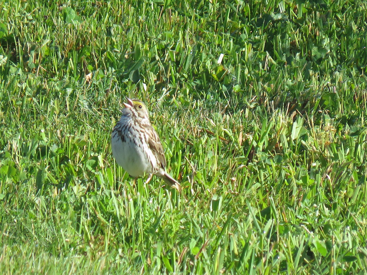 Savannah Sparrow - ML619513431