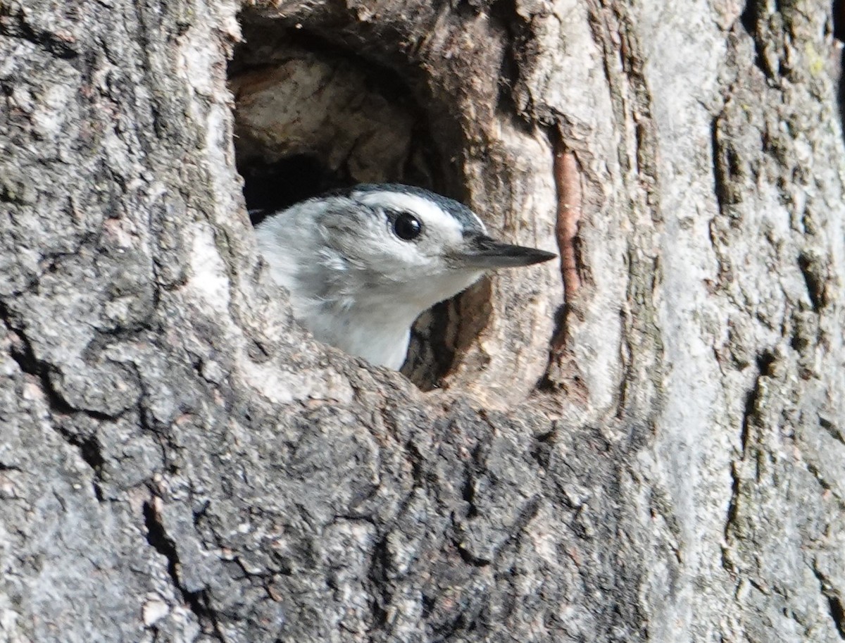 White-breasted Nuthatch - ML619513434