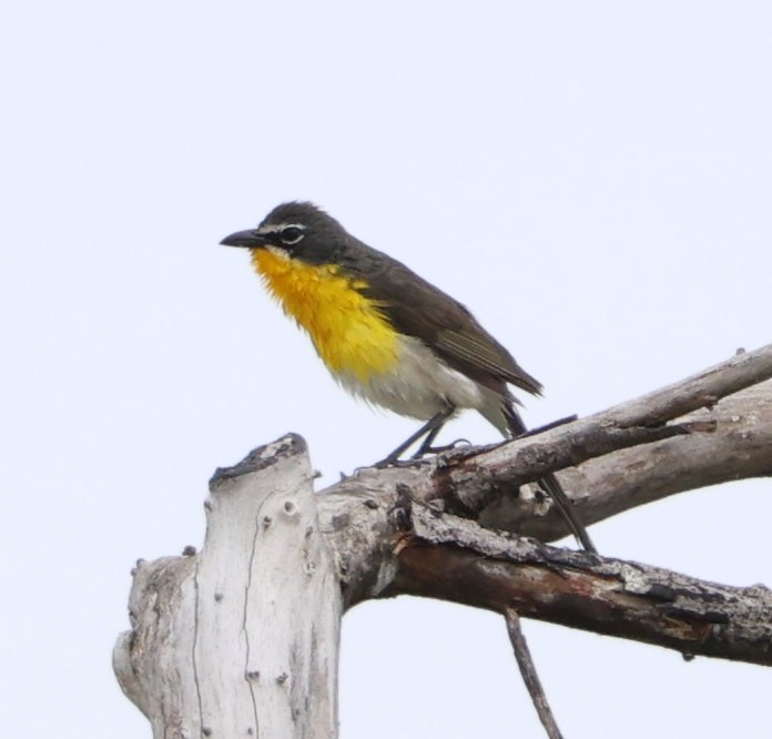 Yellow-breasted Chat - ML619513438