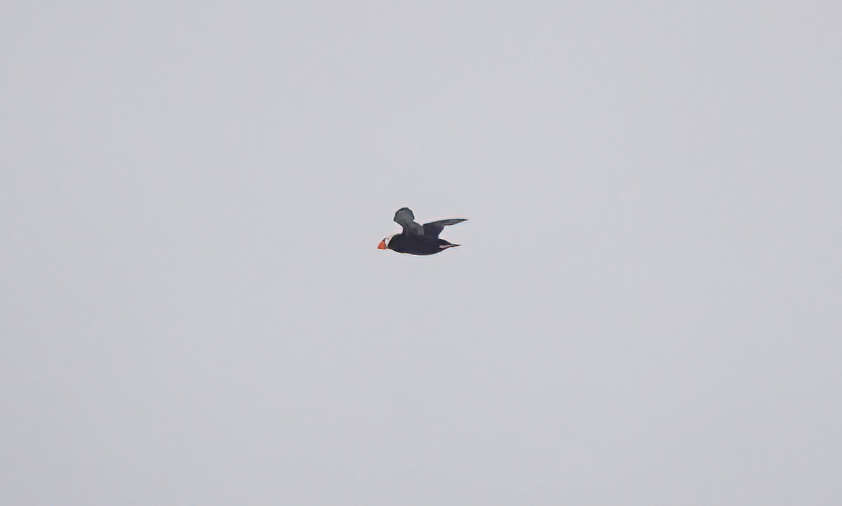 Tufted Puffin - ML619513455