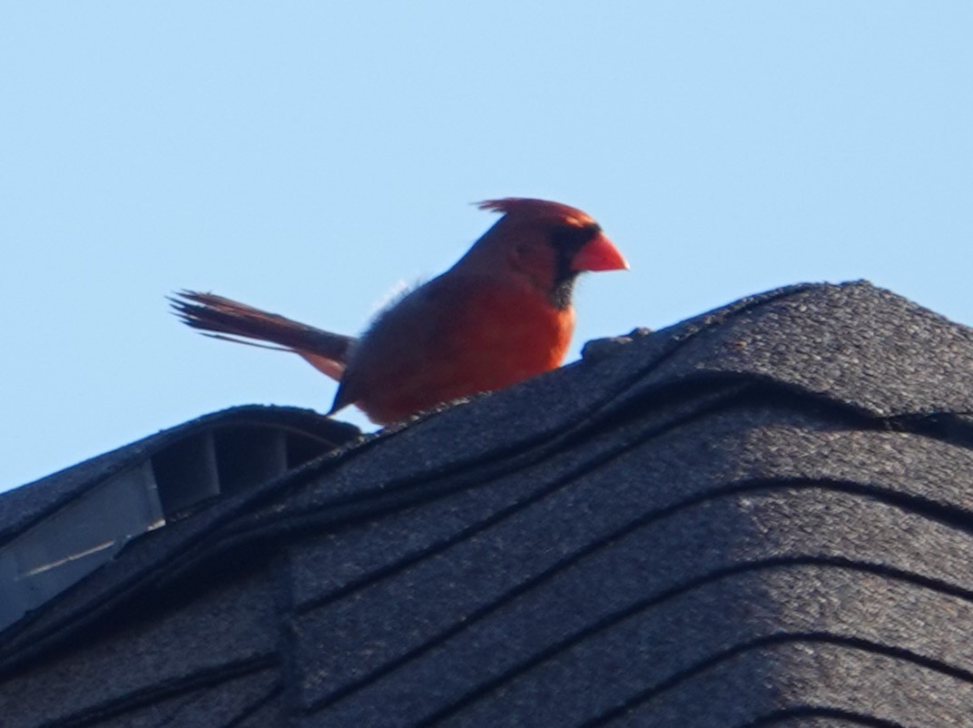 Cardinal rouge - ML619513458