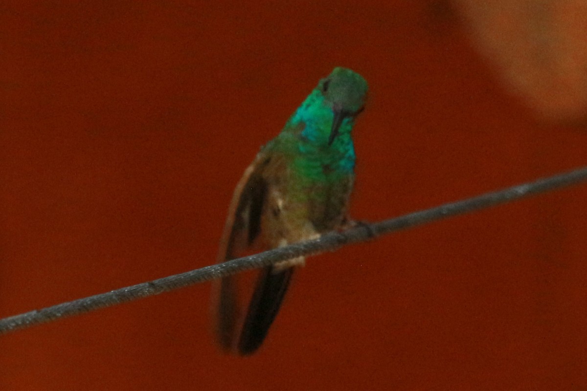 Berylline Hummingbird - ML619513515