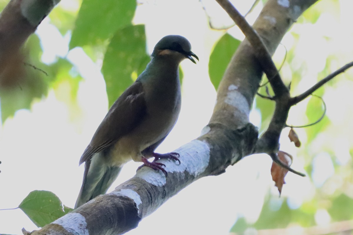 White-eared Brown-Dove (Buff-eared) - ML619513550