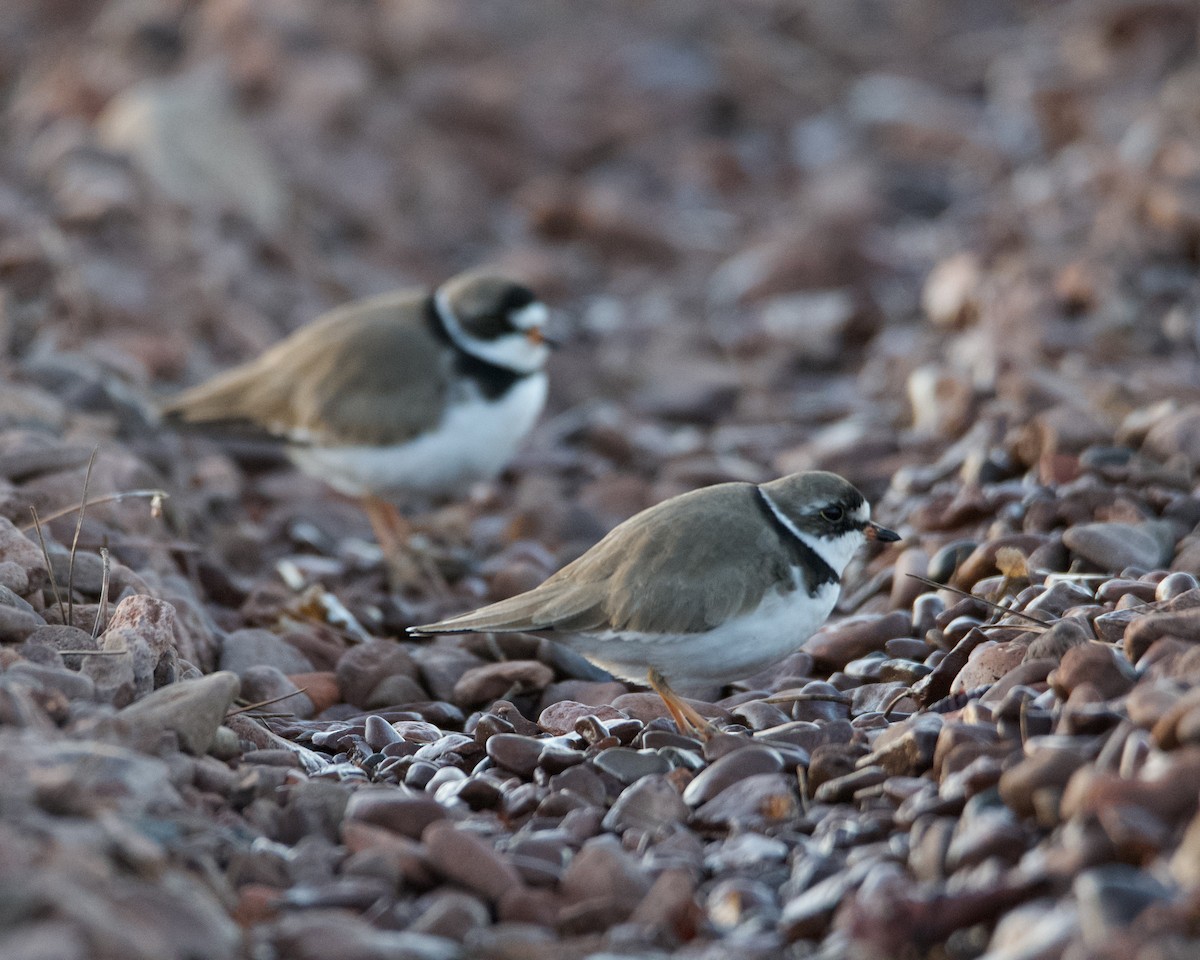 Semipalmated Plover - ML619513561