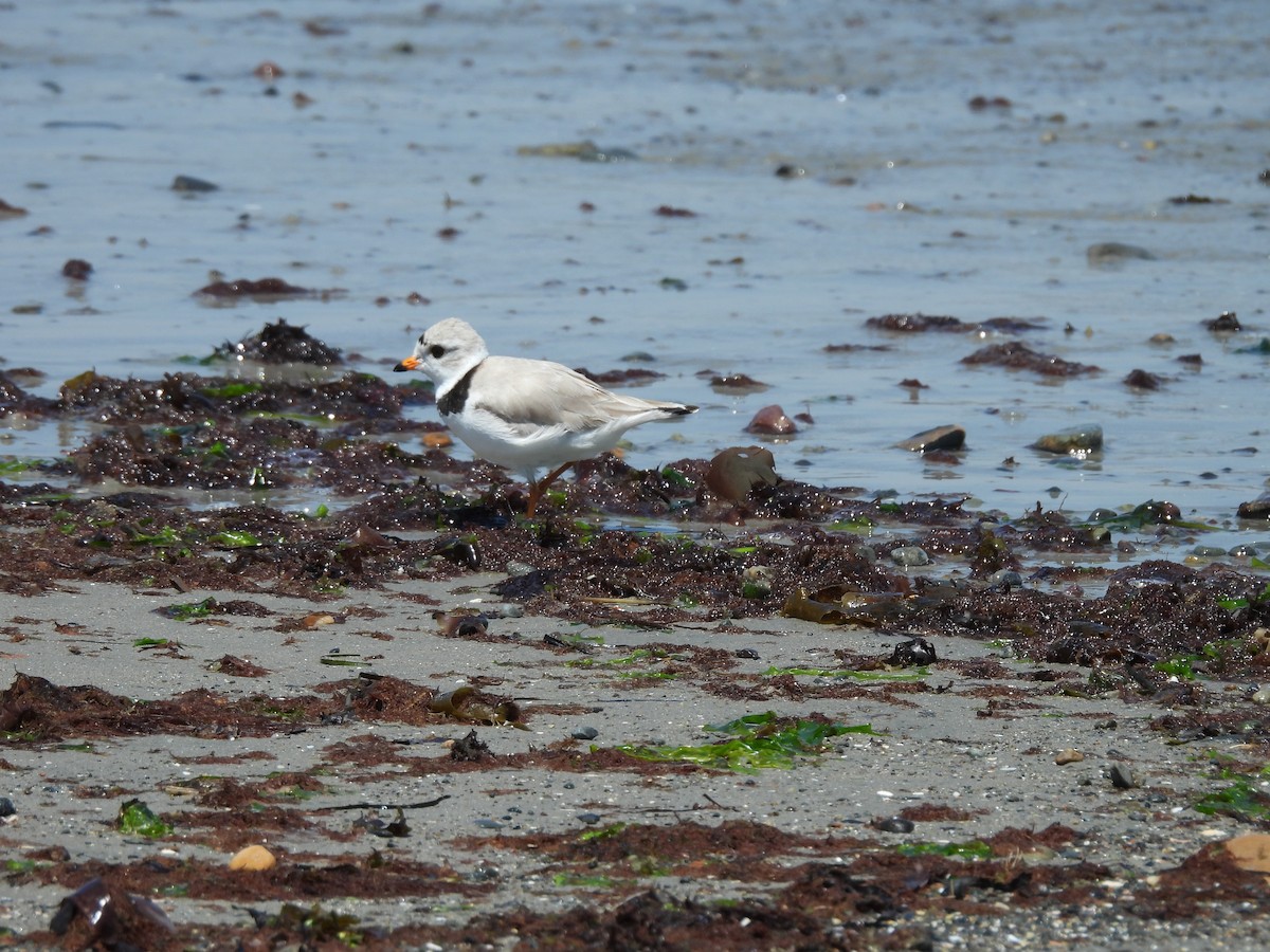 Piping Plover - ML619513578