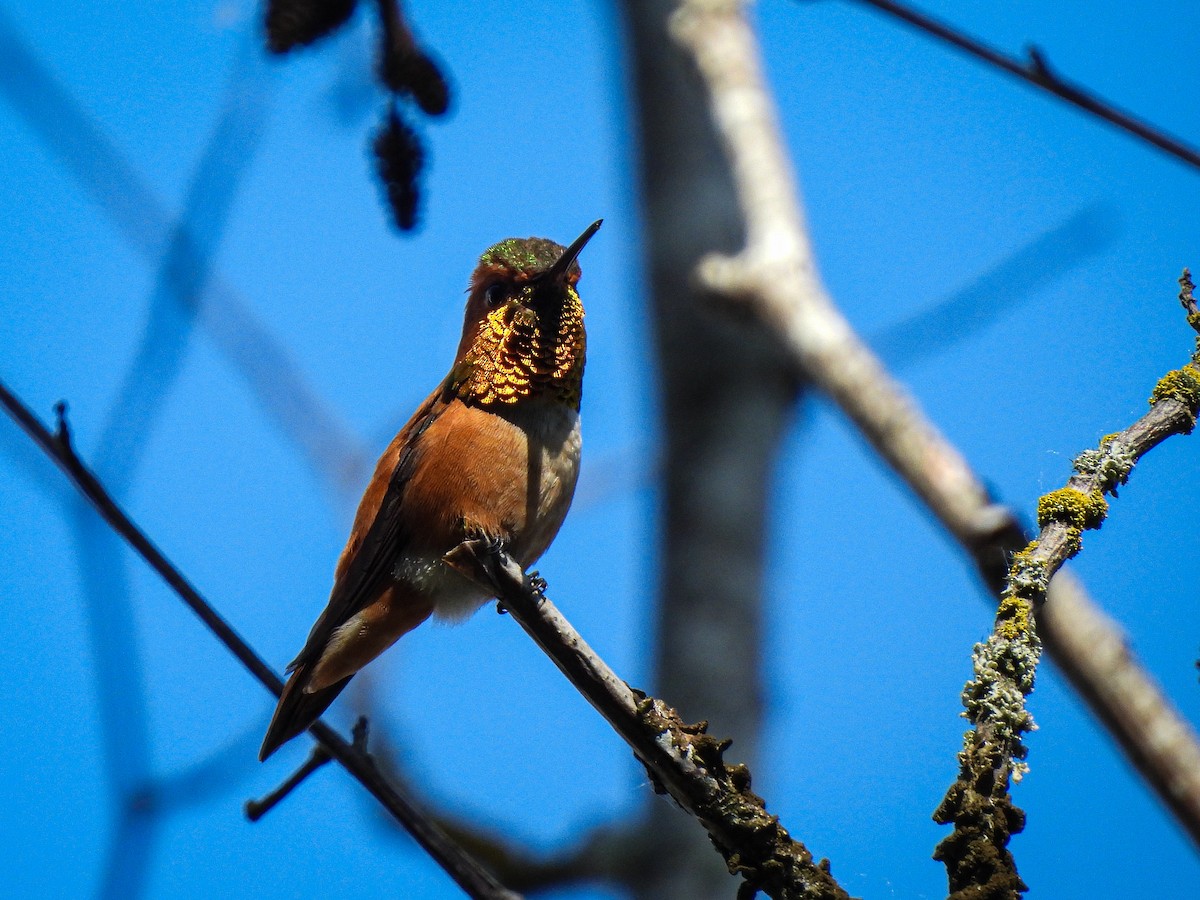Rufous Hummingbird - ML619513589