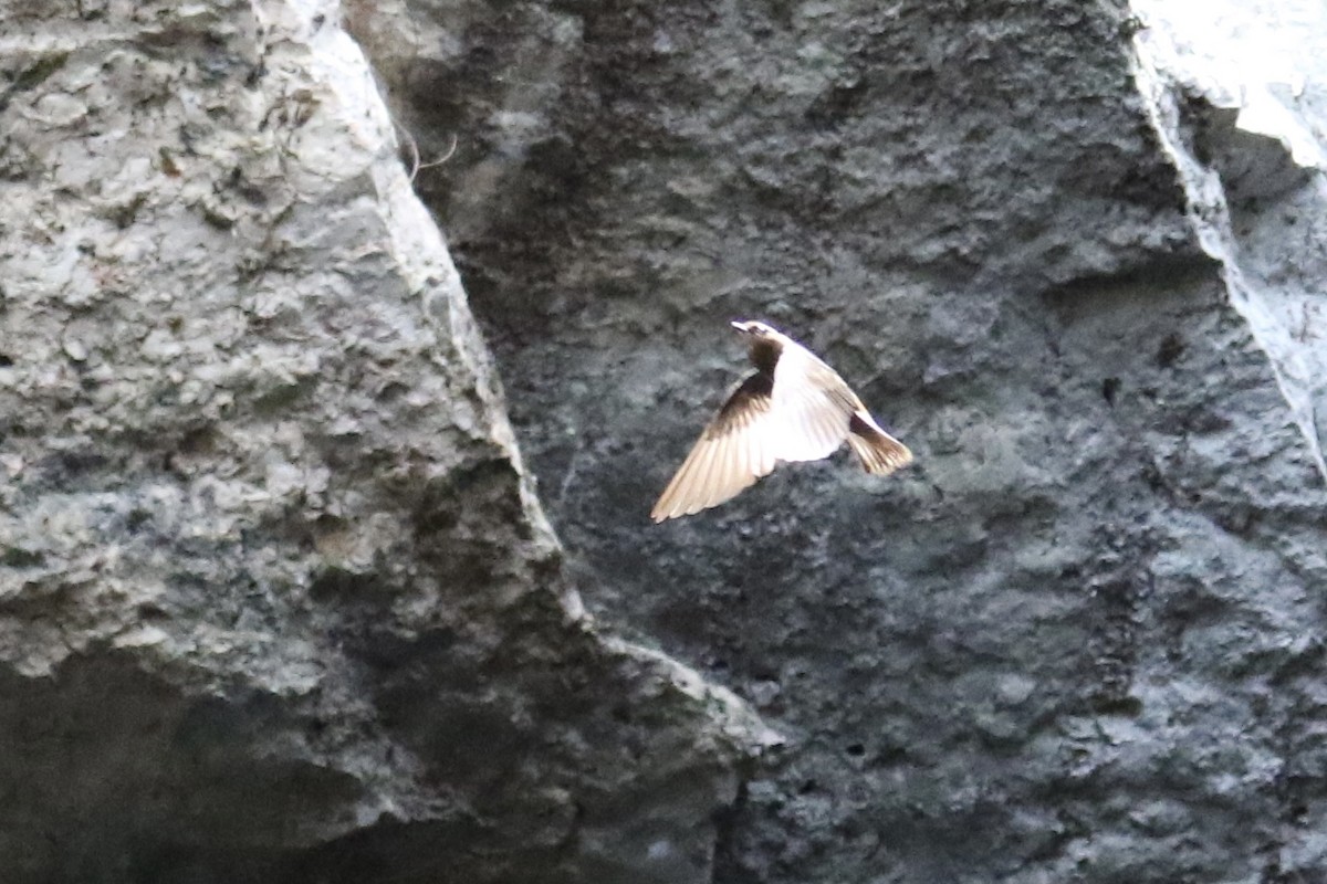 Cave Swallow - ML619513602