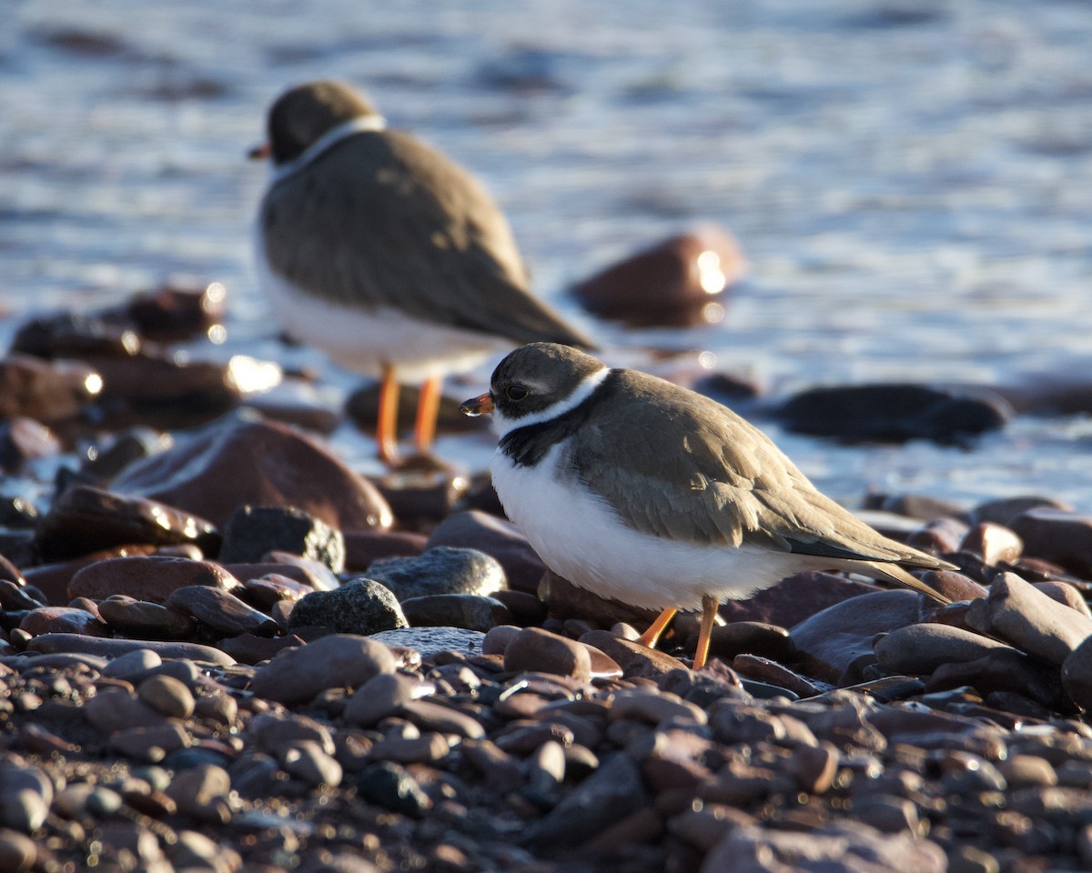 Semipalmated Plover - ML619513641