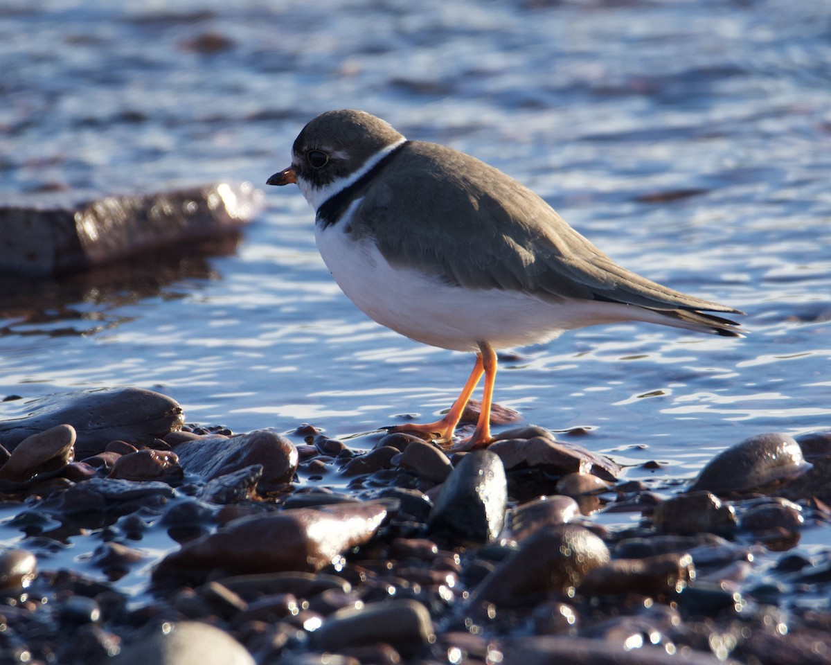 Semipalmated Plover - ML619513645