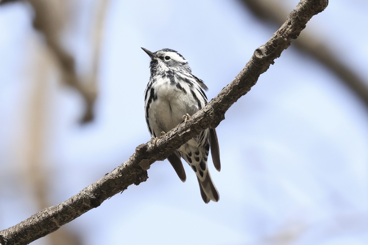 Black-and-white Warbler - ML619513659