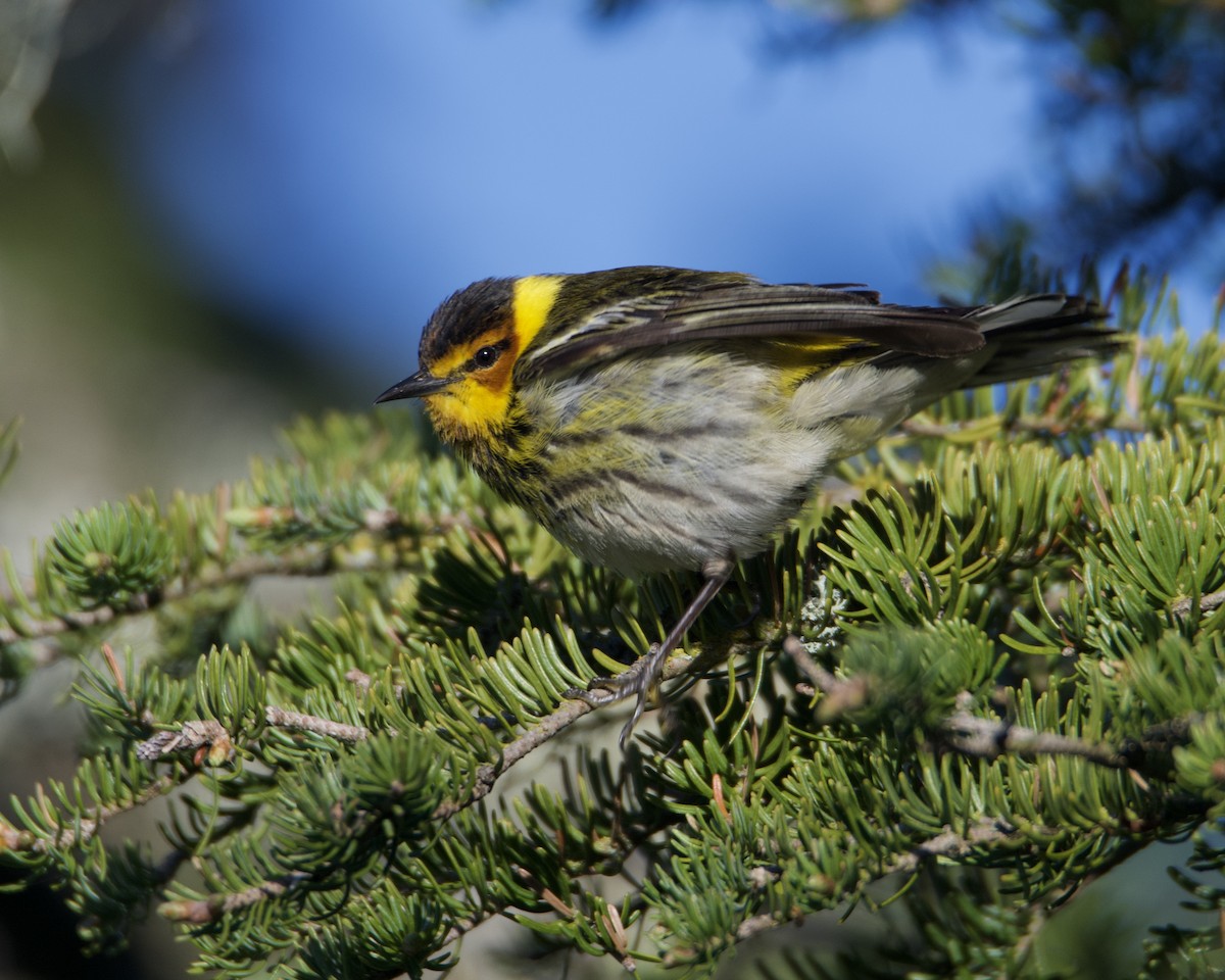 Cape May Warbler - ML619513691