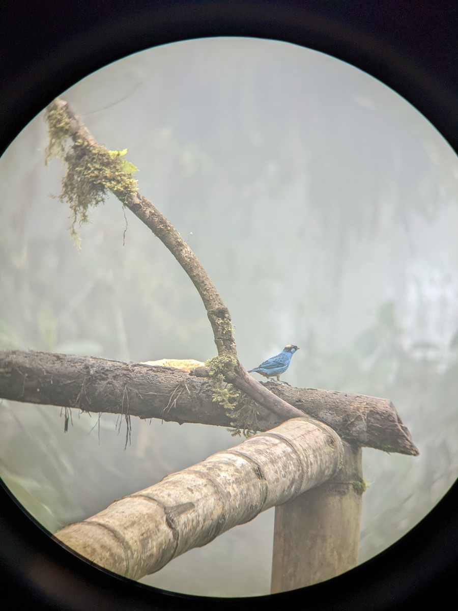 Golden-naped Tanager - ML619513699