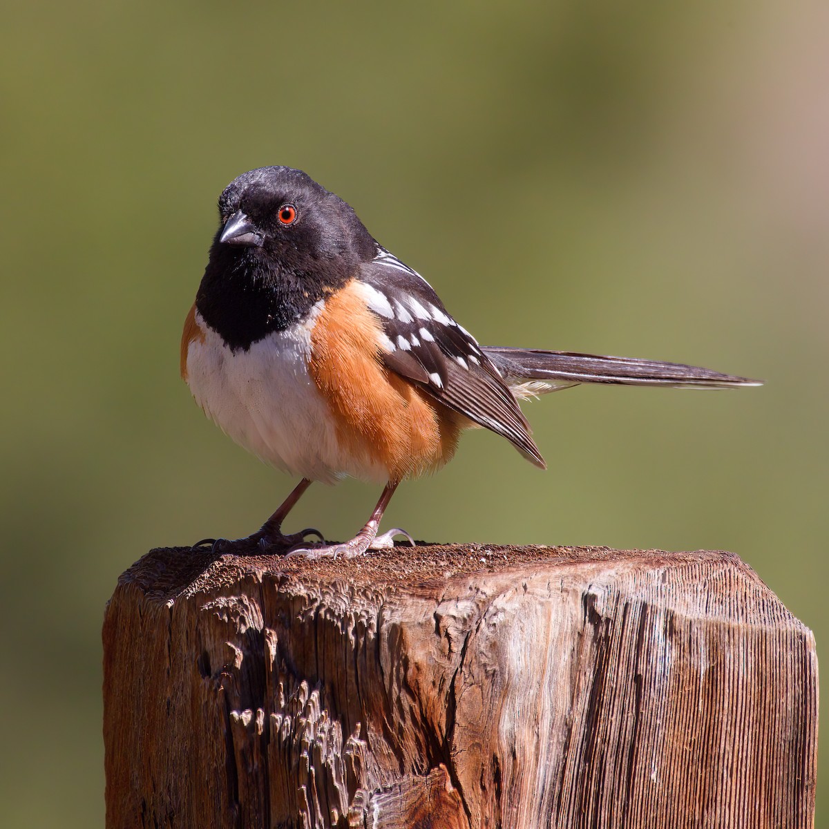 Spotted Towhee - ML619513715