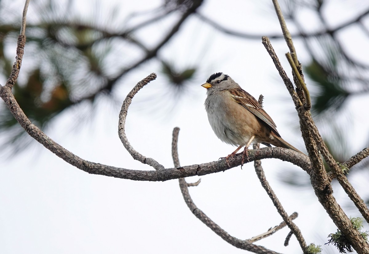 White-crowned Sparrow - ML619513727