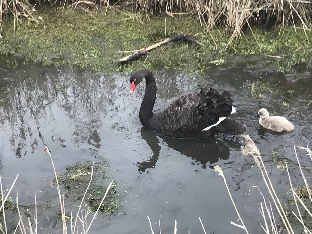 Black Swan - ML619513744